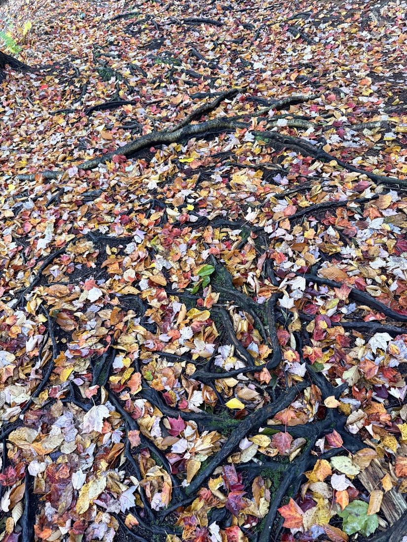 The Flume. Fallen leaves over a web of roots on the trail.